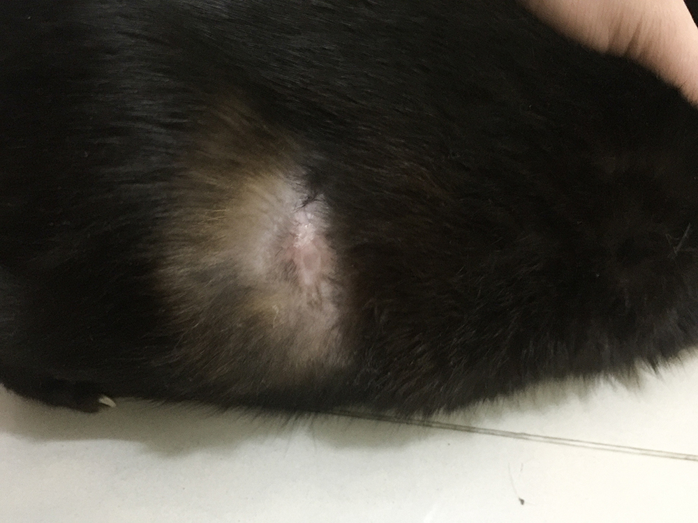 cat eosinophilic granuloma skin