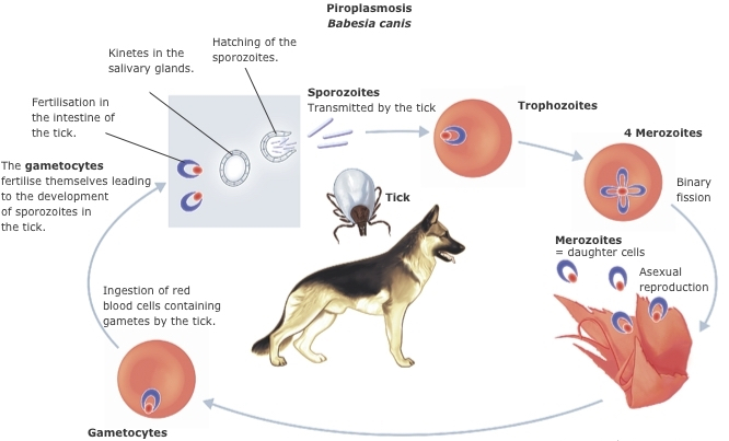 tick fever cycle