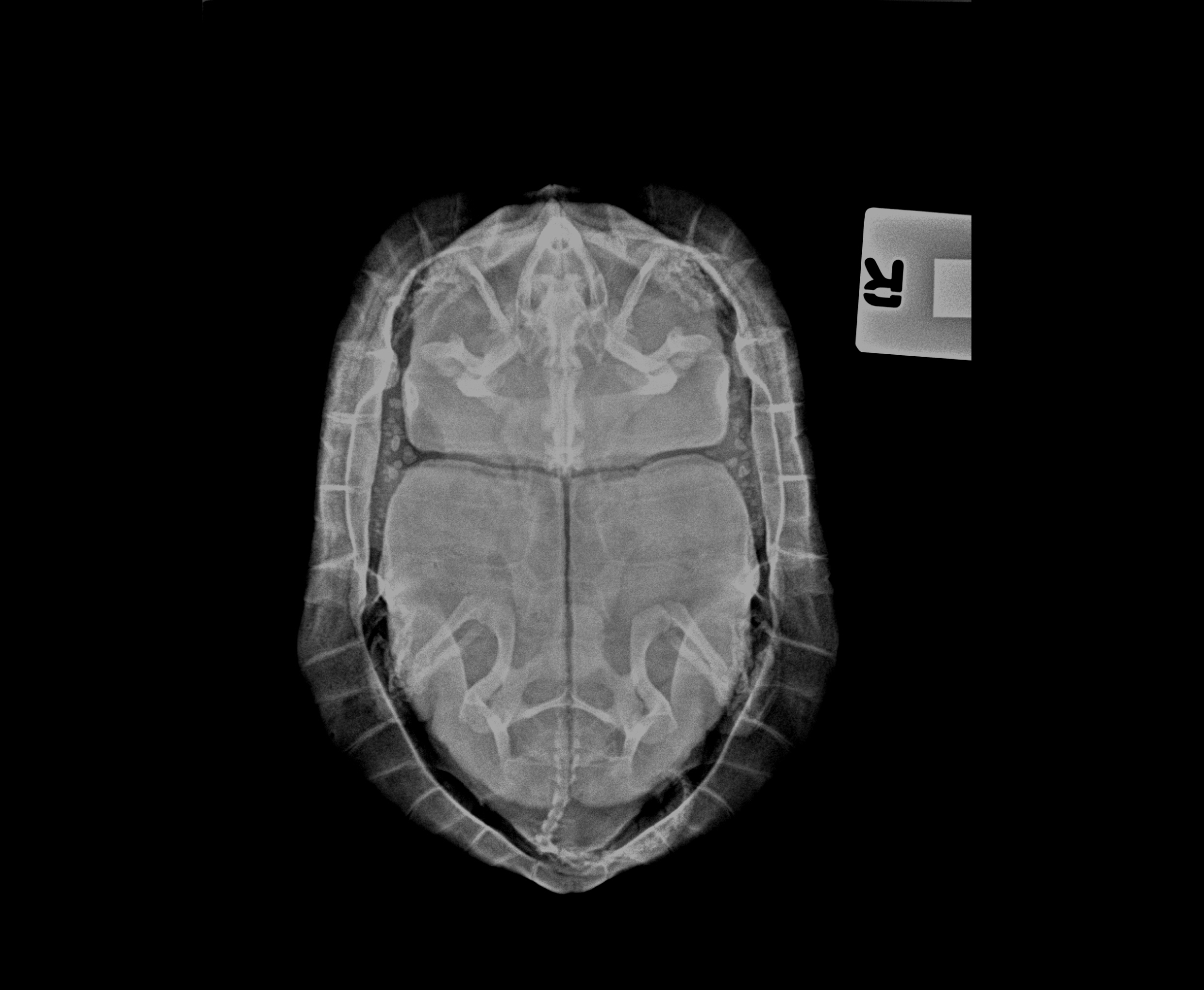 siubo the turtle xray