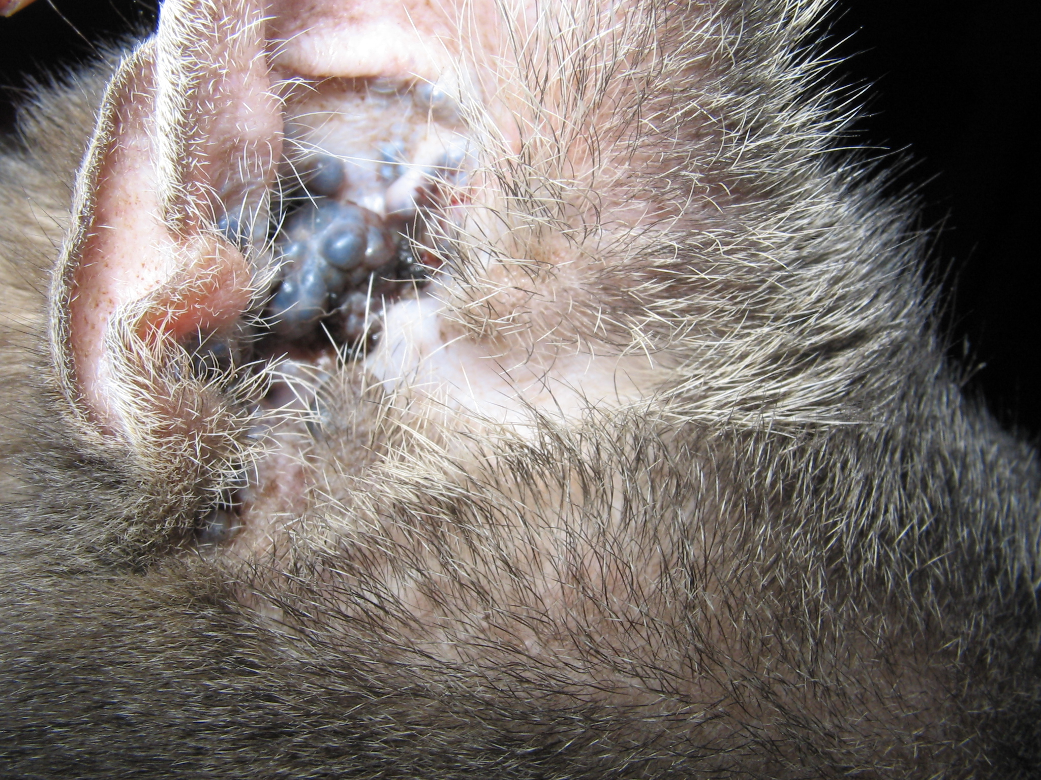 ceruminous adenoma cats