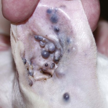 ceruminous adenoma cats