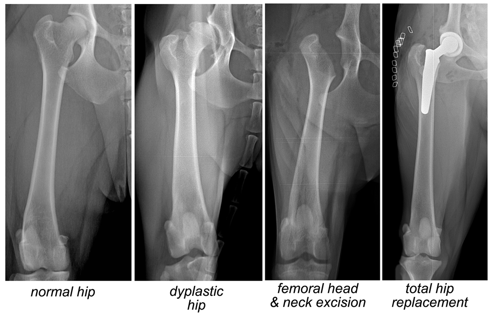 dog hip d x ray