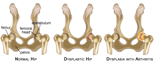 dog hip d graphic