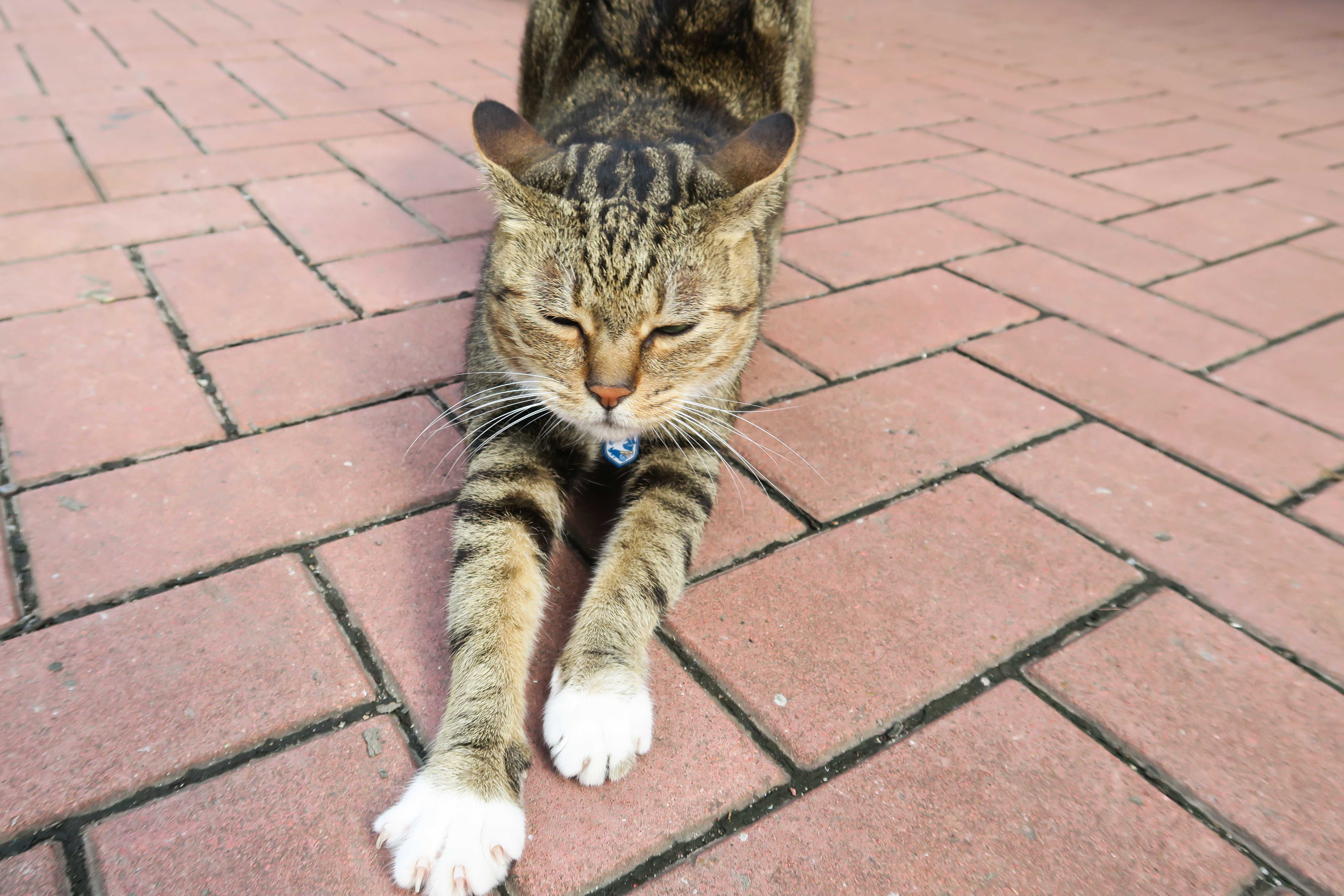 shop cat 